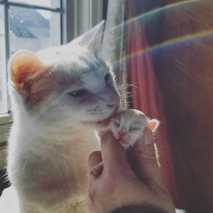 Белый кот-няня спас новорожденного котёнка