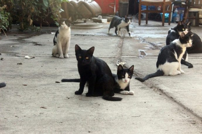 Бездомный создал аллею 40-ка кошек