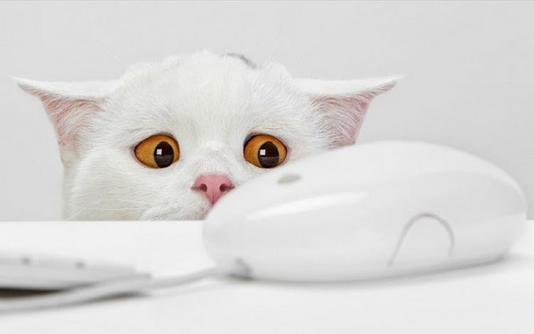 Выдвинута новая версия, почему кошки приносят хозяевам мышек
