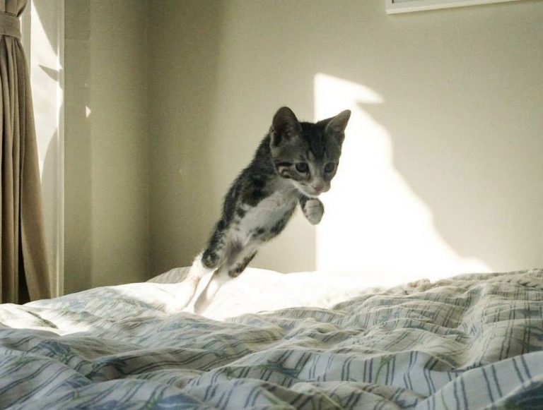 Маленькое чудо-кенгуру: необычный котенок по кличке Кенга