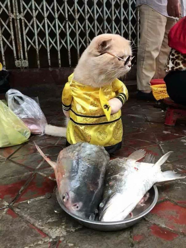 Самый перспективный торговец рыбы Вьетнама: пройти мимо такого кот-шоу трудно