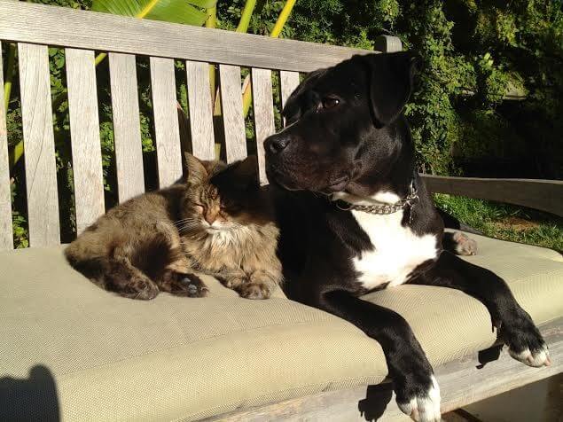 Жизнь собаки Рокси можно разделить: до дружбы с котом и после