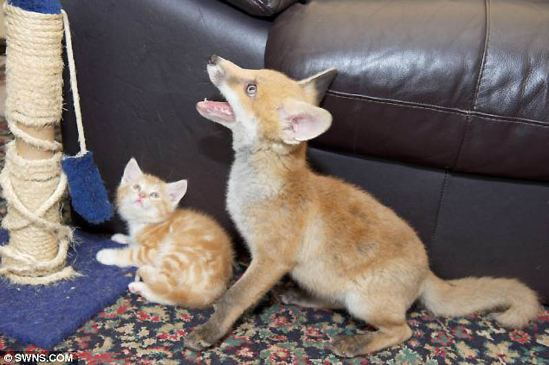 Три брошенных котёнка и слепой лисёнок подарили друг другу семью
