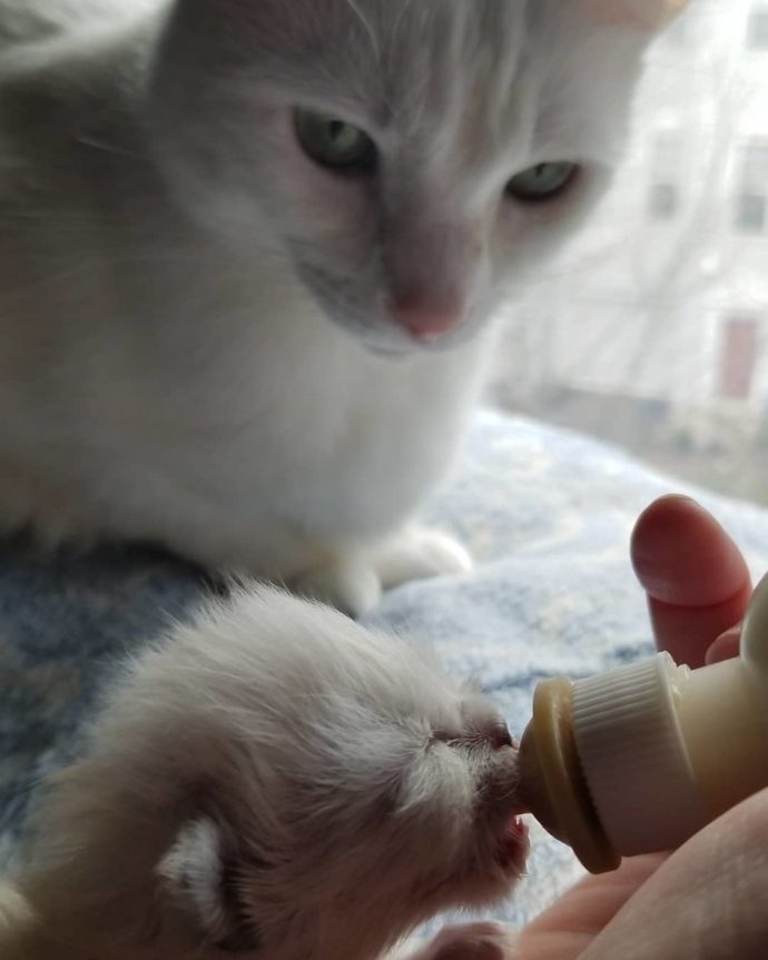 Белый кот-няня спас новорожденного котёнка