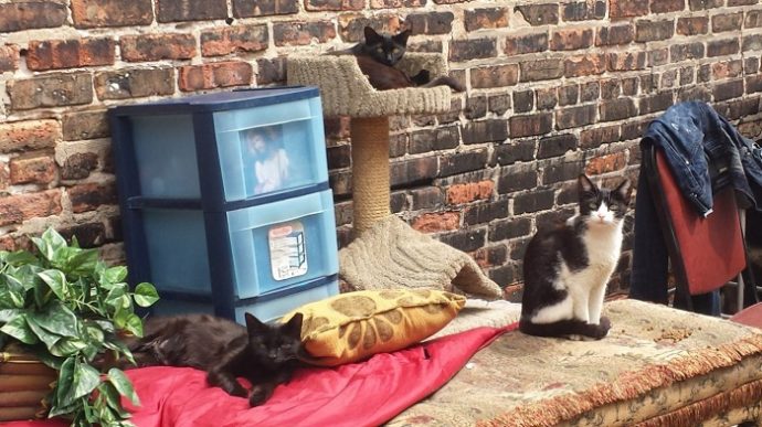 Бездомный создал аллею 40-ка кошек