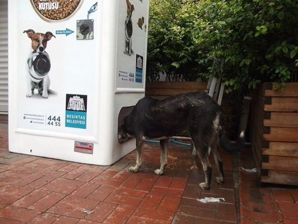 Теперь все бездомные животные будут сыты. Удивительный автомат в Стамбуле