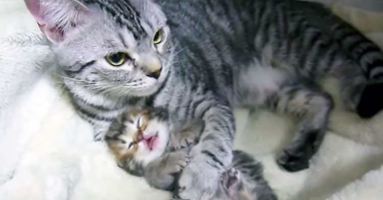Мама-кошка нежно разговаривает с котятами: очень милое видео