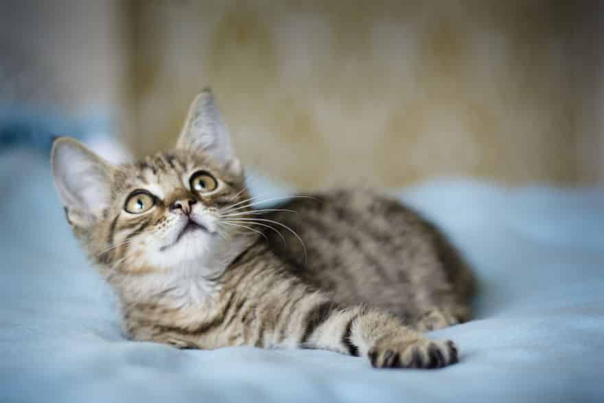 Польский фотограф проводит фотосессии ради того, чтобы кошки получили семью