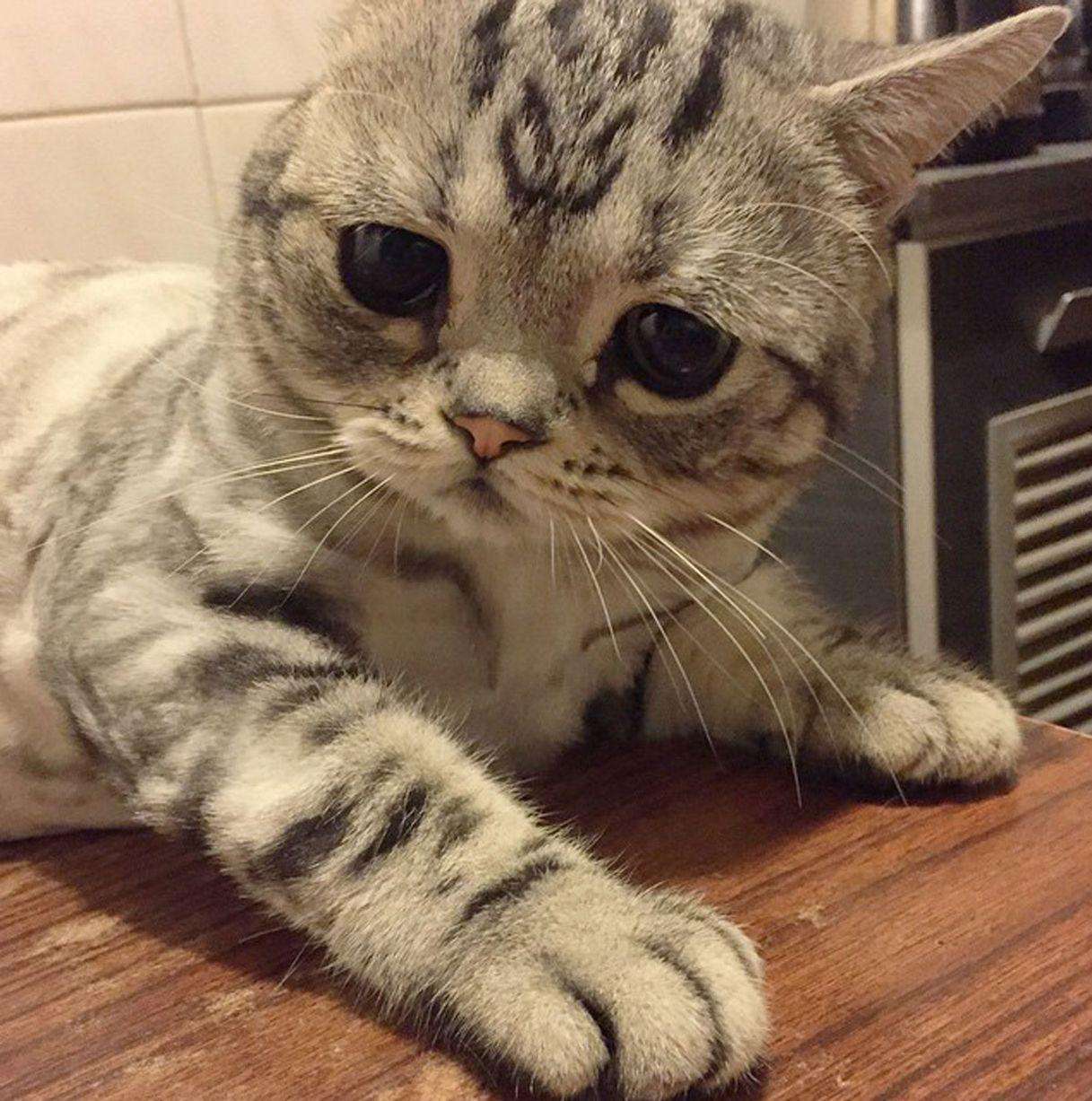 Знакомьтесь, кошка Луху: грустненький котэ