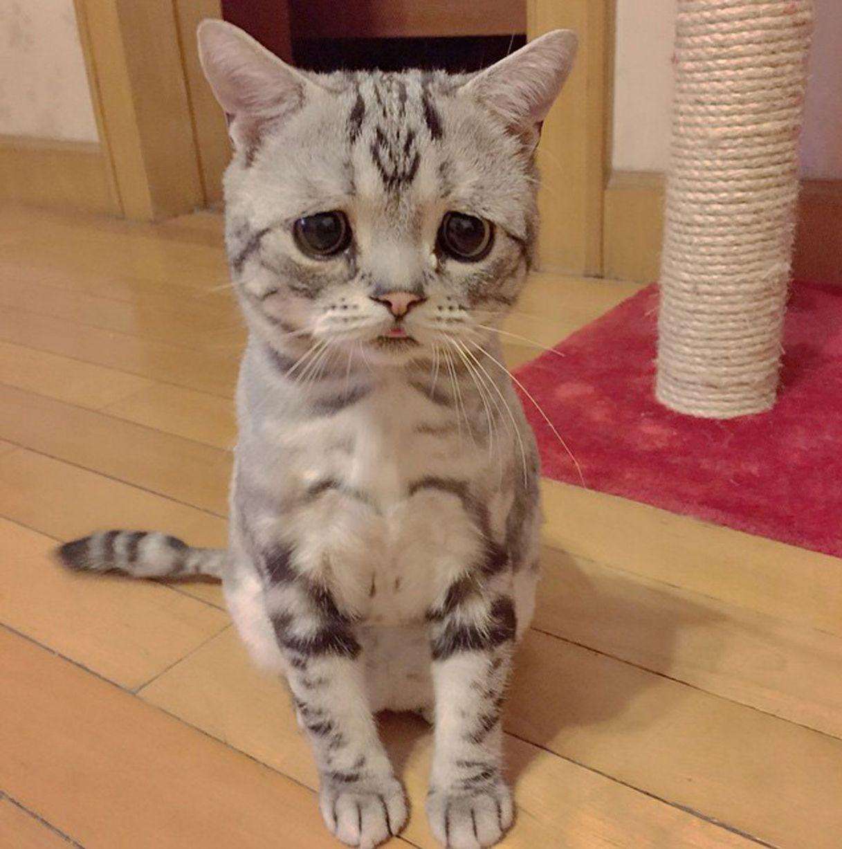 Знакомьтесь, кошка Луху: грустненький котэ