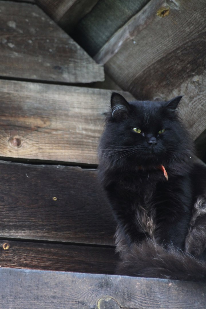 Кот в доме аллергиков - реально, доказывает героиня нашей истории