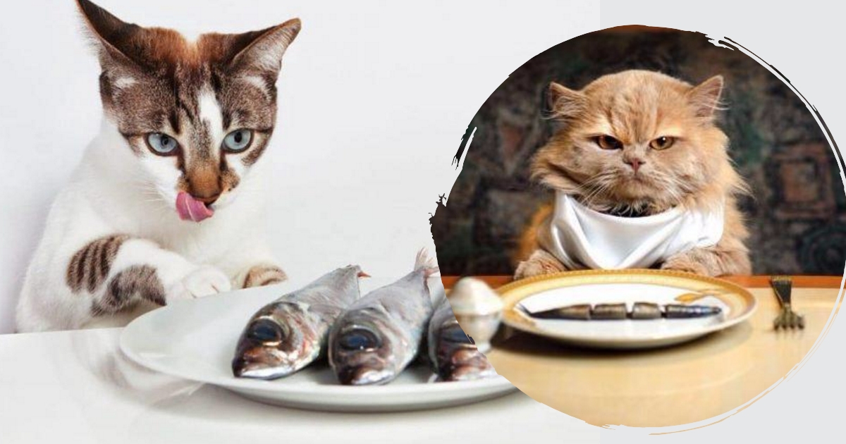 Можно кормить кошек рыбой. Кошка ест рыбу. Котик с едой. Котик кушает рыбу. Еда для кошек.