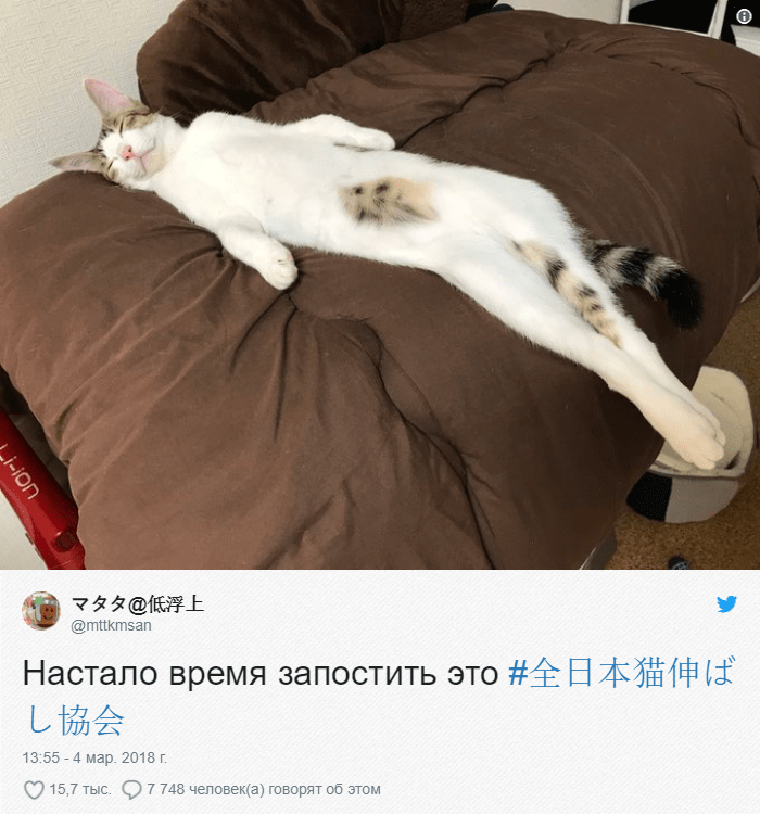 В Твиттере японцы меряются длиной своих котов и даже устроили флешмоб