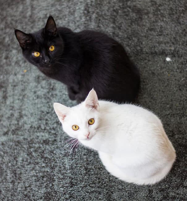 10+ фотографий кошек Инь-Ян, которые превосходно выглядят вместе