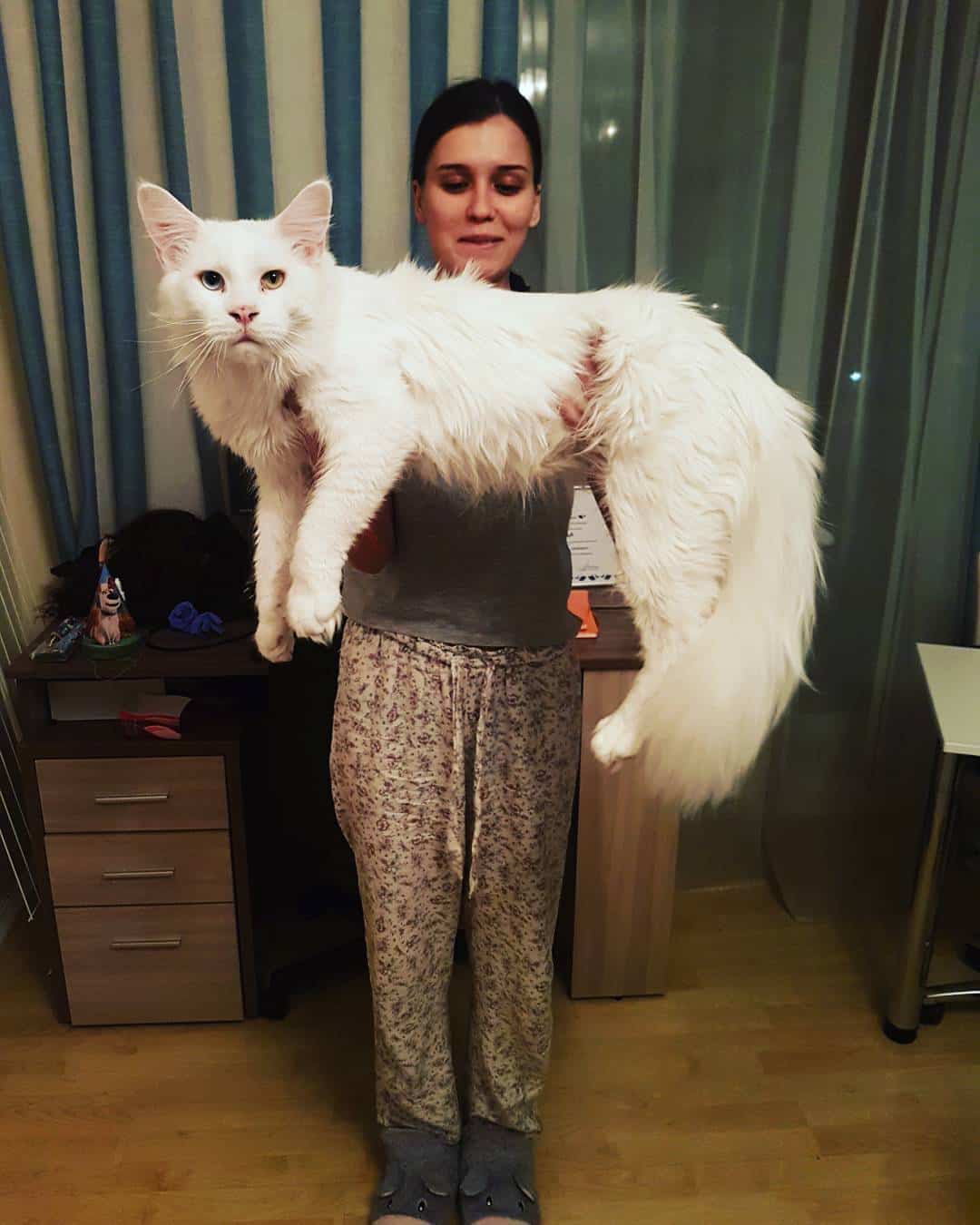 Огромный котик Тихон, который любит обнимашки