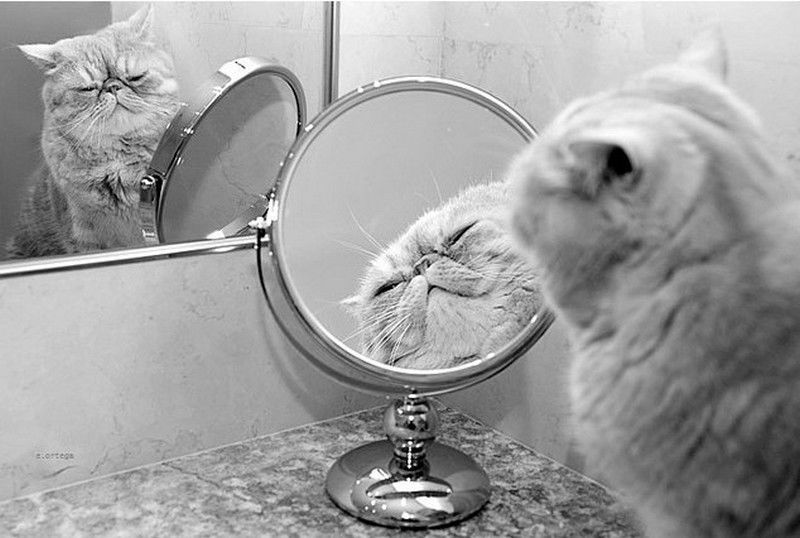 Кошки против зеркал: что там в отражении