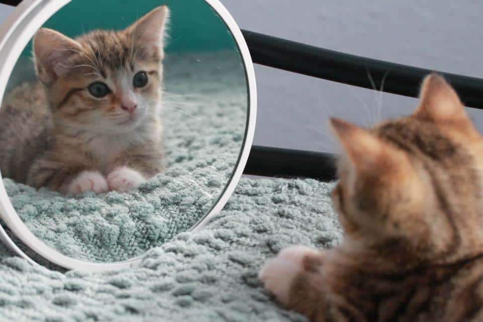 Кошки против зеркал: что там в отражении