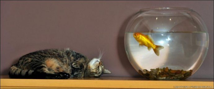 Вредно ли коту питаться рыбой