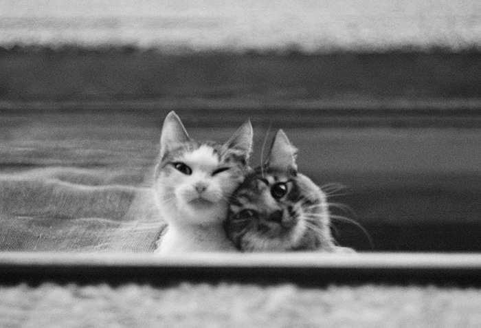 Черно-белая жизнь бродящих кошек глазами фотографа из Казахстана