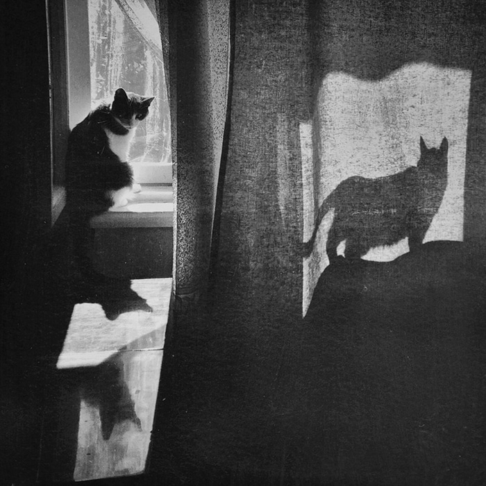 Черно-белая жизнь бродящих кошек глазами фотографа из Казахстана