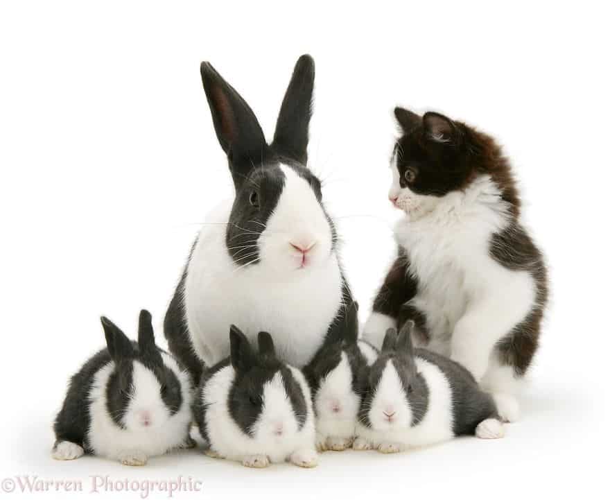 5 фото схожих окрасов котеек с разными животными