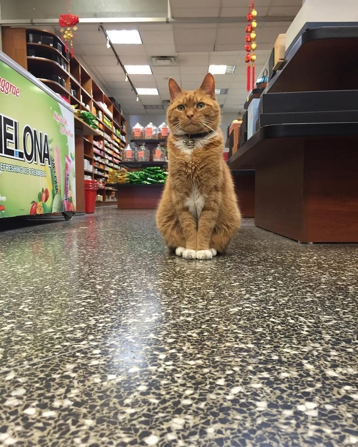 Рыжий кот приходит в магазин каждый день уже 9 лет, ни дня не пропустил