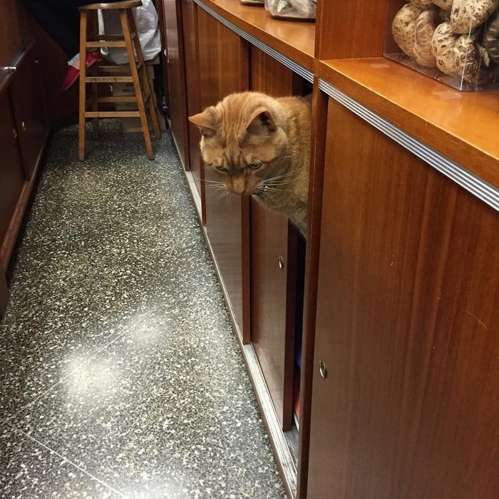 Рыжий кот приходит в магазин каждый день уже 9 лет, ни дня не пропустил