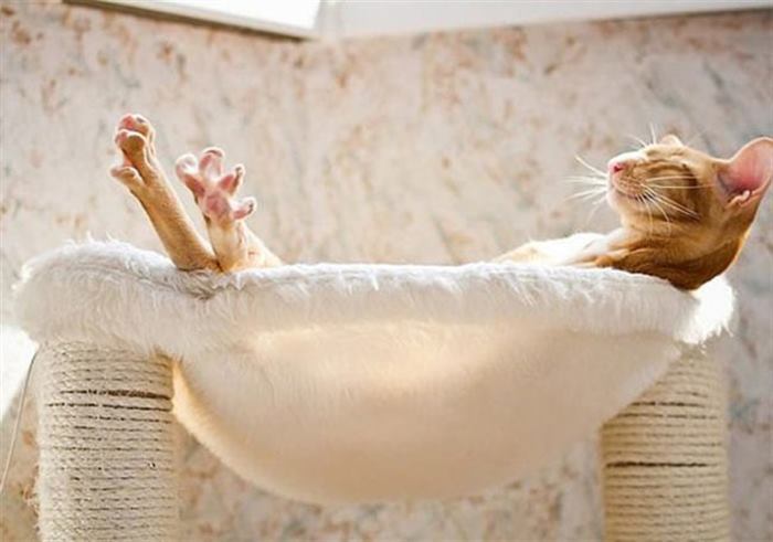 16 котов, которые обожают солнце