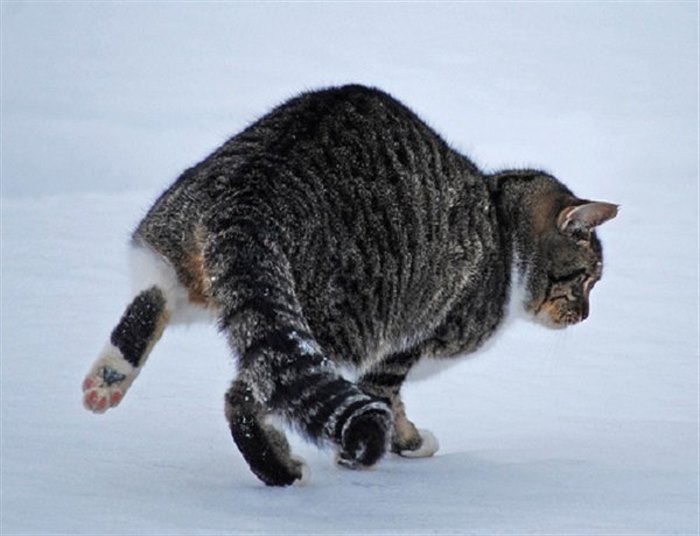 13 забавных фото котиков в снегу