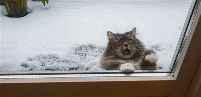 13 забавных фото котиков в снегу