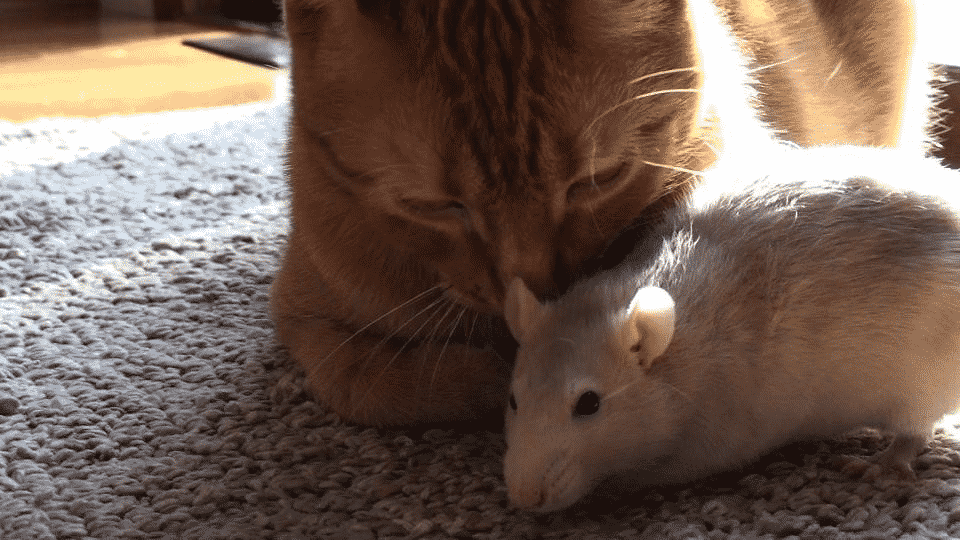 Эта необычная дружба кота и крысы ломает все стереотипы