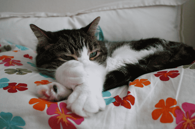 5 причин, почему делить кровать с кошкой — прекрасно