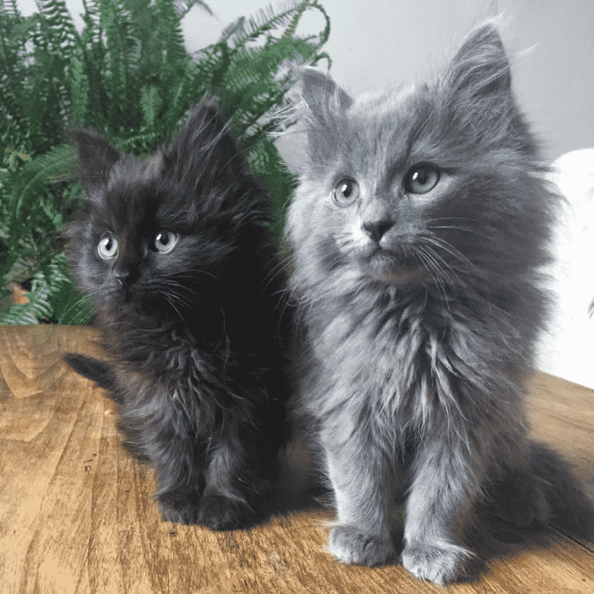 Найденные котята превратились в великолепных котиков
