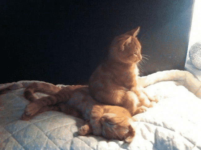 20 обалденных фото, в которых вся суть котов