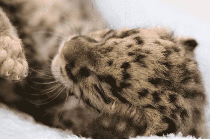 Мимишный детеныш дымчатого леопарда
