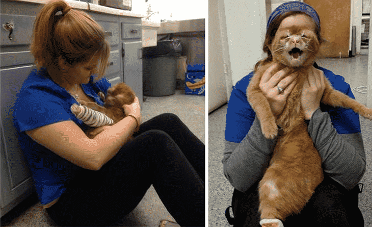 Спасенный кот теперь сам спасает других животных