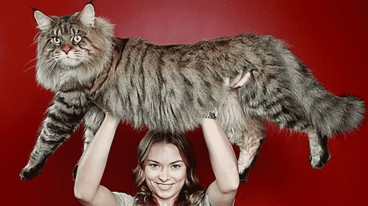 15 кошек, которые доказывают, что размер имеет значение