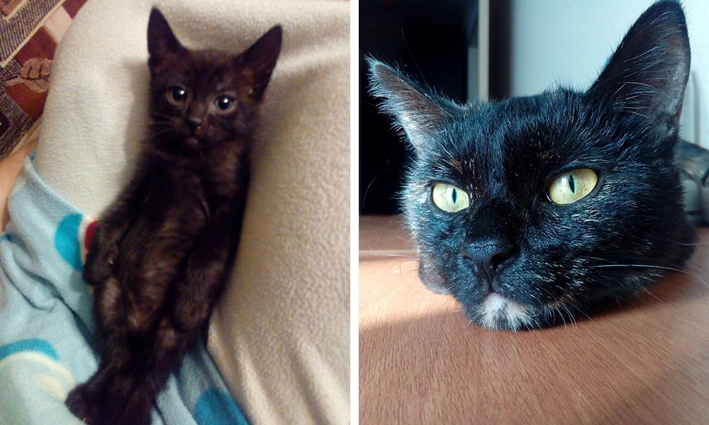 Из котенка в котяру: люди поделились фотографиями мурлык в детстве и сейчас
