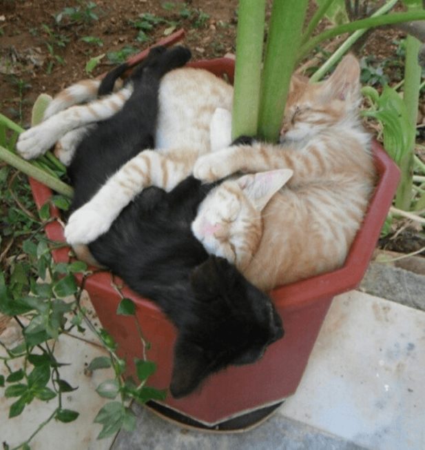 14 смешных котов, «взошедших» в горшках к весне