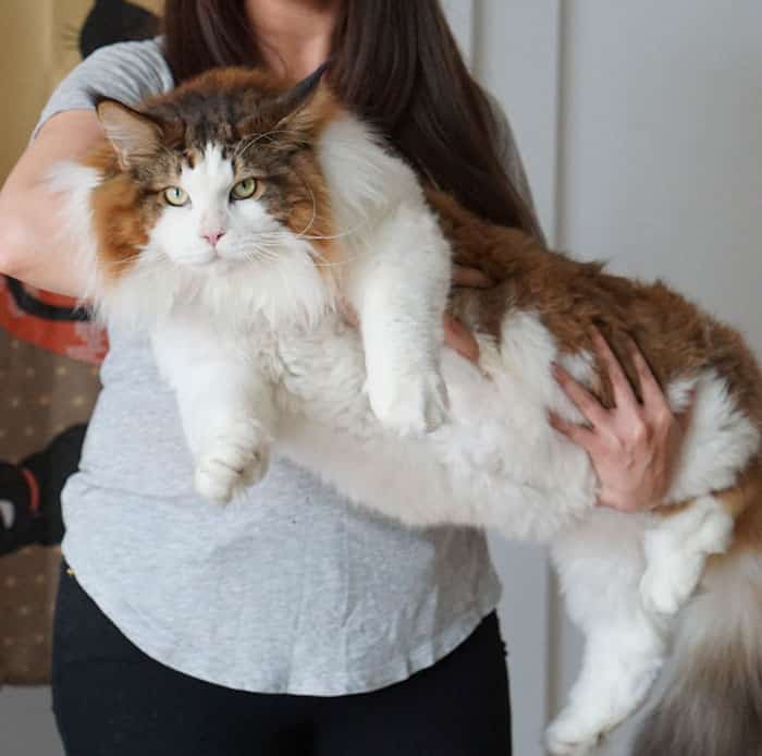 Самый большой кот в Нью-Йорке, а может даже в мире
