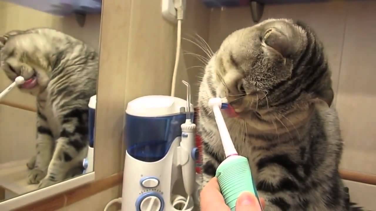 Кот Василий чистит зубы утром и вечером