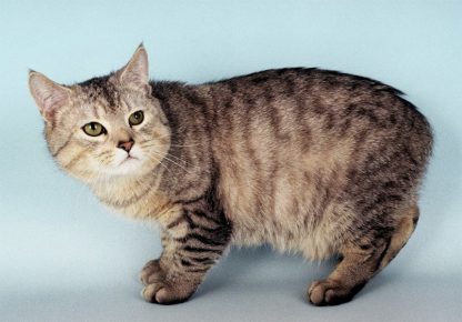 Мэнкс: полноценная кошка без хвоста
