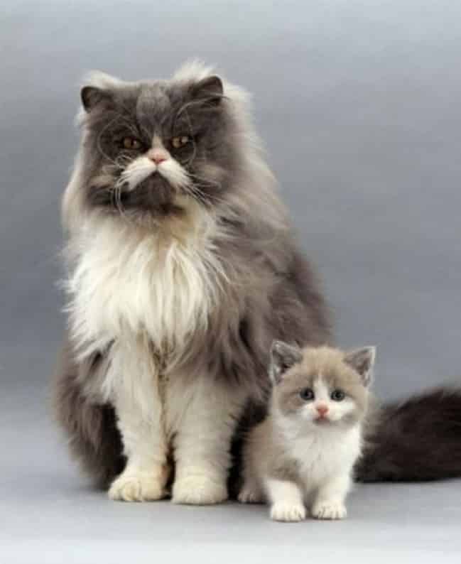 Котики и их миниатюрные копии