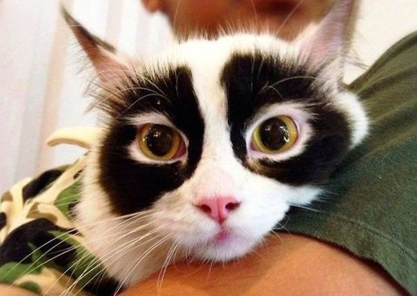 Художества природы: 33 фото котов с необычным окрасом