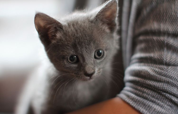 Русские голубые котята — славные ребята