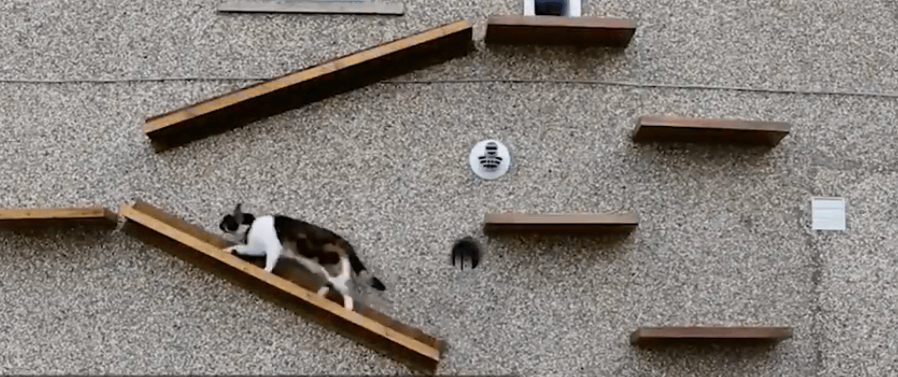 Кошка с собакой не могли ужиться, поэтому хозяин построил кошке отдельный вход