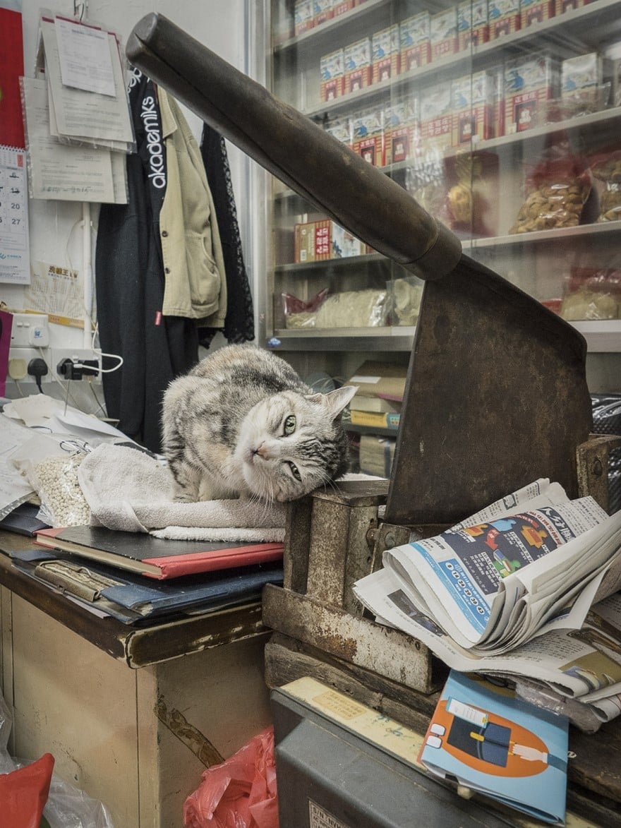 Тайная жизнь кошек, живущих в магазинах Гонконга