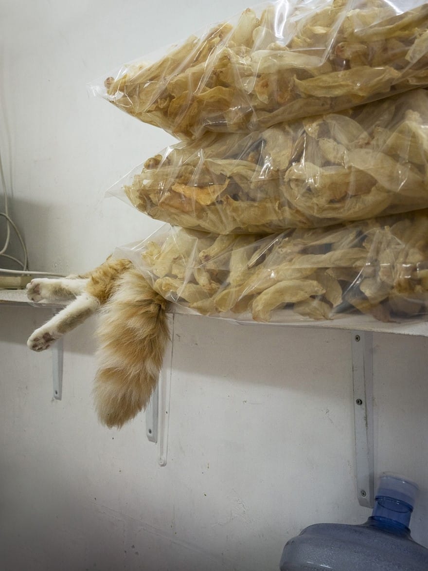 Тайная жизнь кошек, живущих в магазинах Гонконга