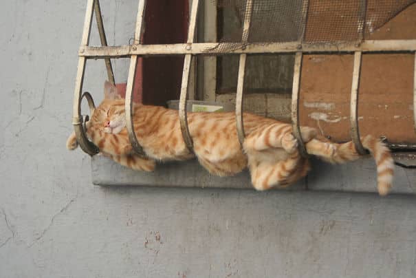 Кошки, заснувшие в неожиданных местах: 15+ фото-доказательств