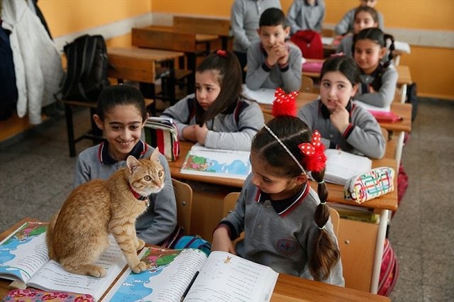Верните нам учёного кота: школьному любимцу запретили появляться на уроках – и тогда дети стали писать ему письма